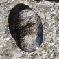 Cabochon en obsidienne argentée
